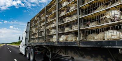 Trasporto animali vivi: nuovi obblighi formativi, tutte le novità per le imprese